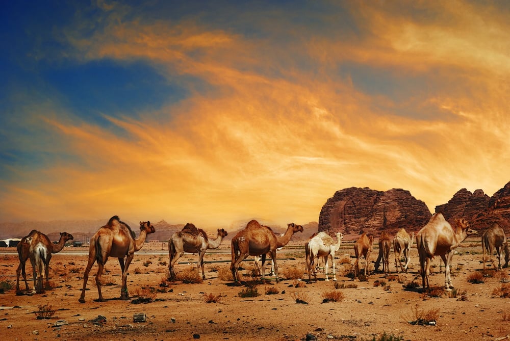 Arabian camels in desert of Wadi Rum(Hitdelight)s