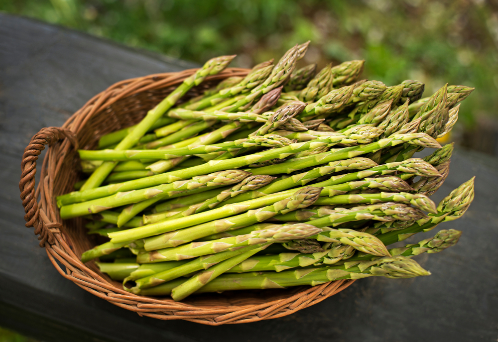 Asparagus(DUSAN ZIDAR)s