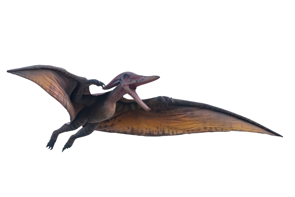 Pterodactyls And Other 'Flying Dinosaurs' Were Actually Di-not-saurs