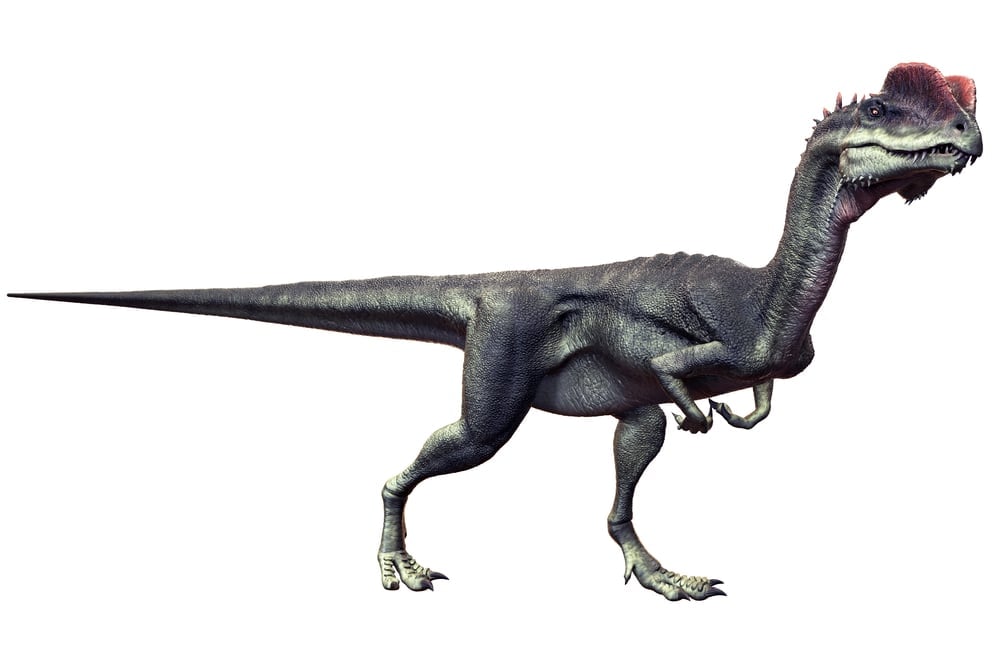 Dilophosaurus( Herschel Hoffmeyer)s