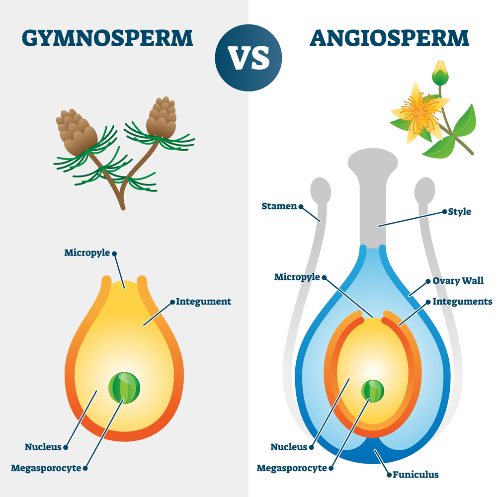Gymnosperm vs angiosperm vector illustration(VectorMine)s