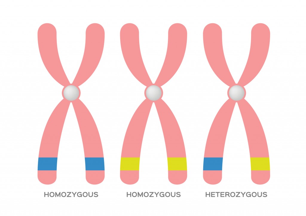 Homozygous and Heterozygous vector(gritsalak karalak)S