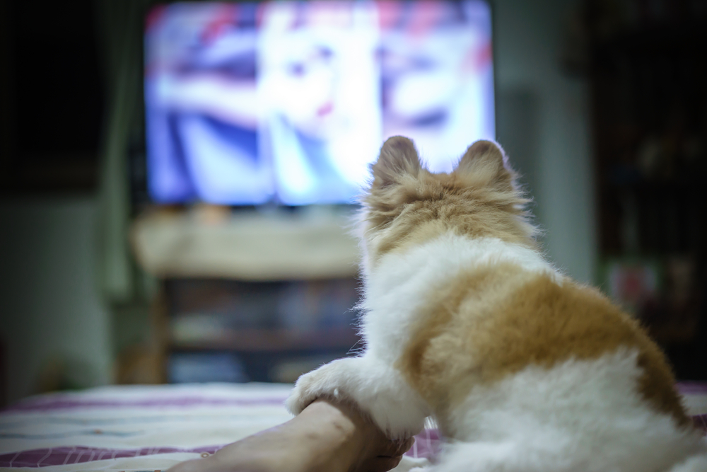 Cão da Pomerânia assistindo a série de TV de terror, tenha medo e toque em alguém na perna (sombutwanitkul) s