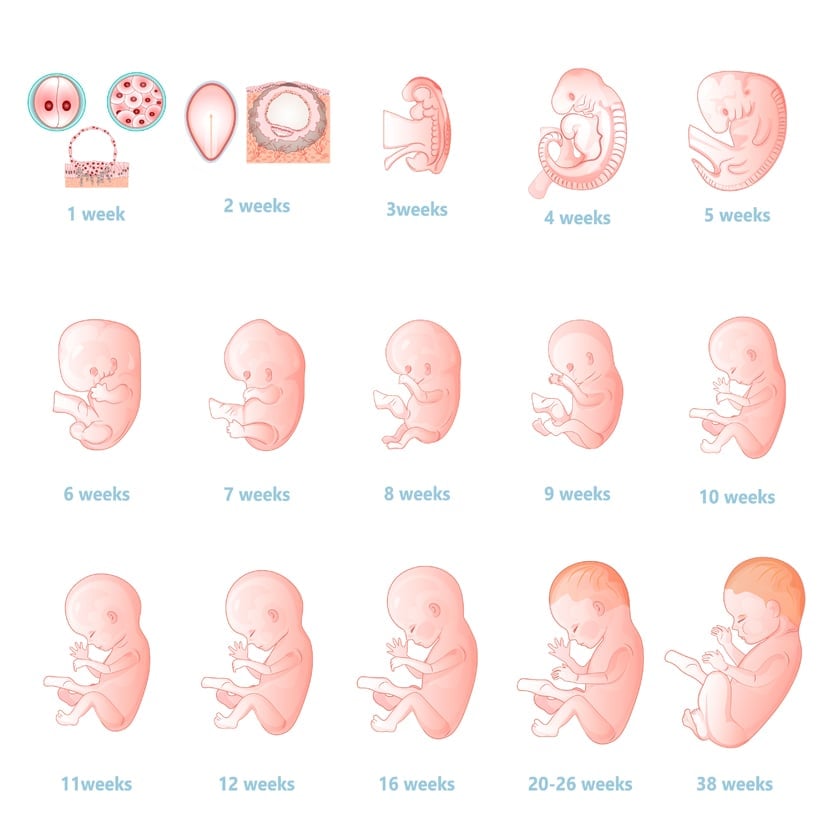 When Does A Baby Develop All Their Organs?