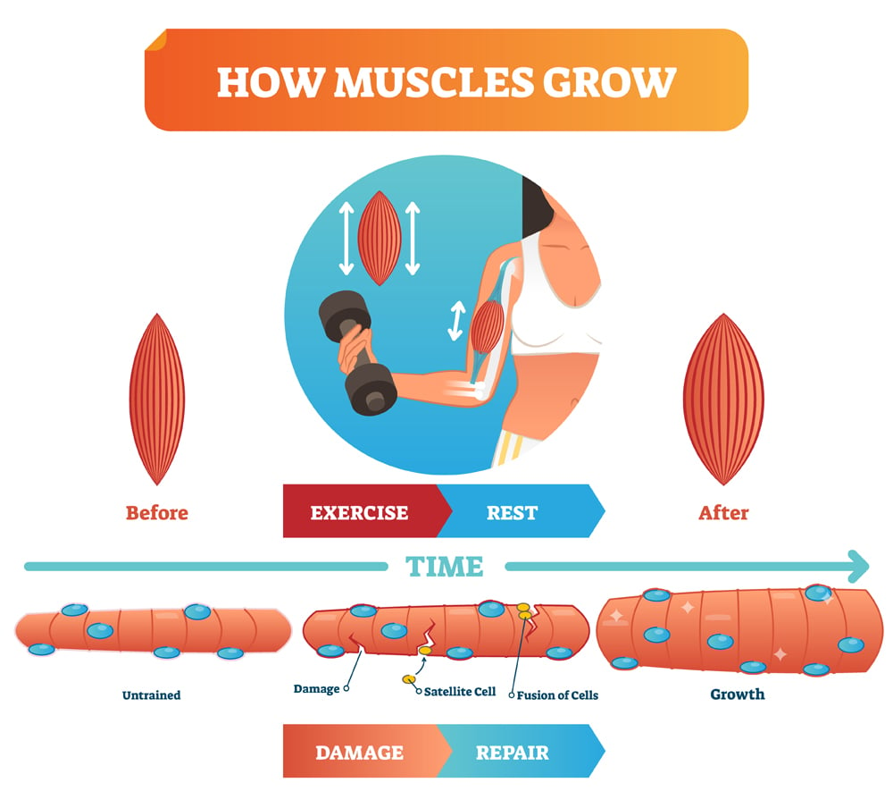 Why Don't The Facial Muscle Build Up Like Regular Muscles?