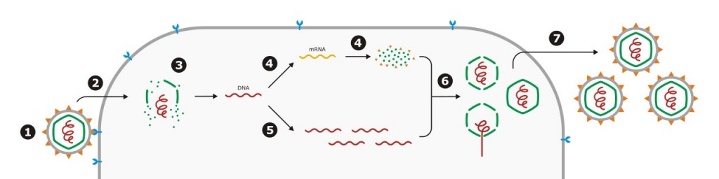 Virus replication