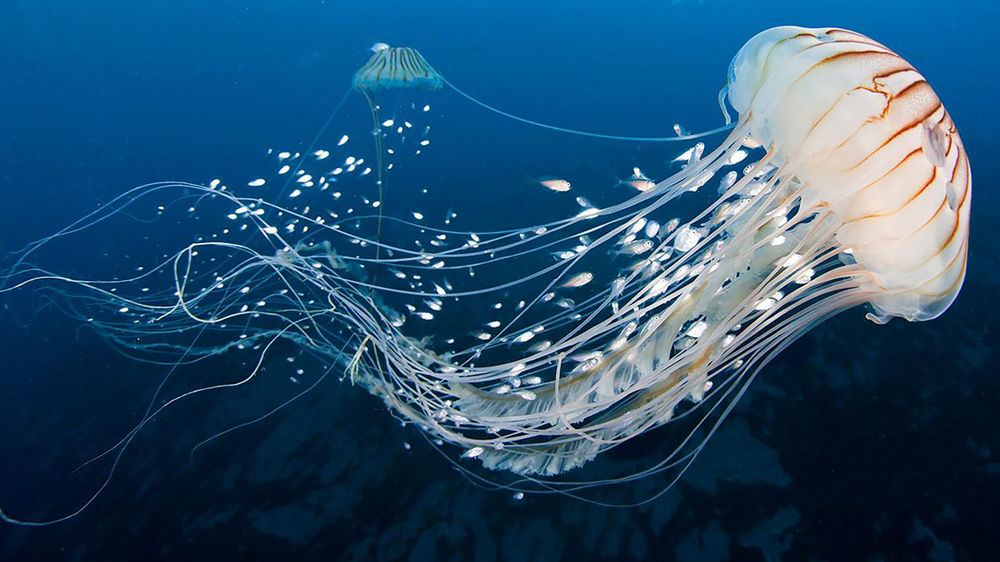 White Jellyfish dansing in the dark blue ocean water(Kerimli)S