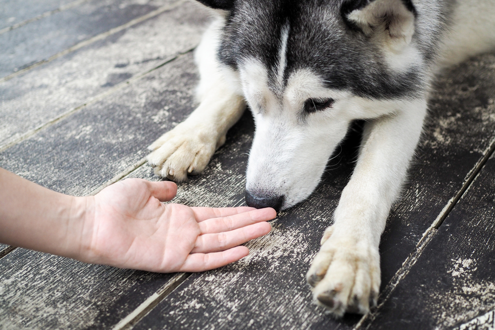 Cachorro siberiano jovem Husky farejando mãos humanas (Twinsterphoto) s