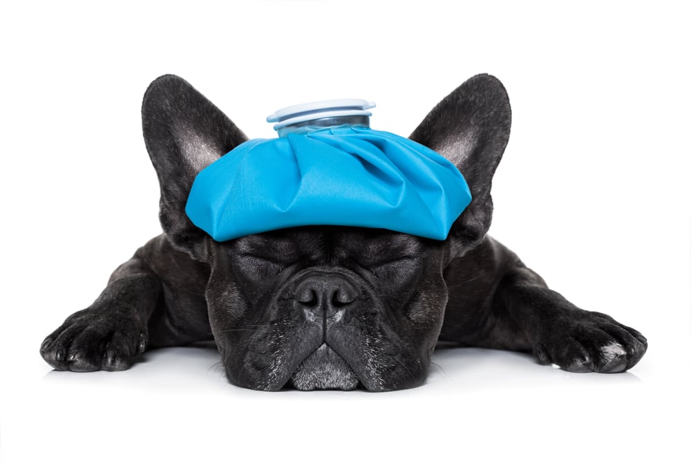 french bulldog dog very sick with ice pack or bag on head(Javier Brosch)s
