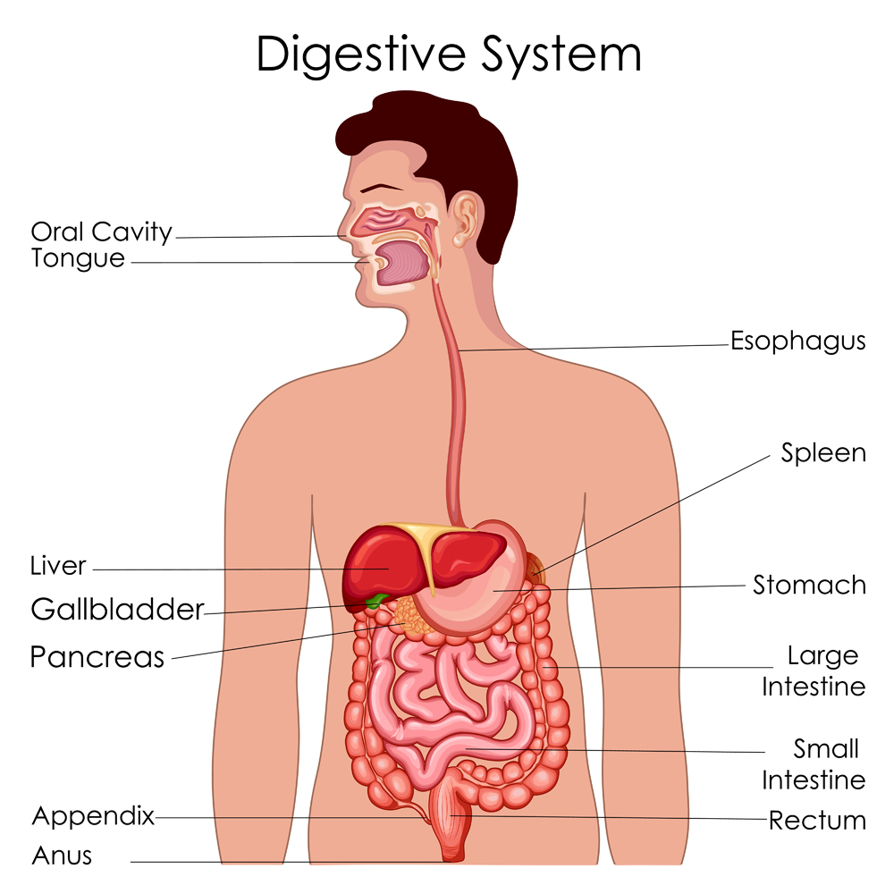 Diagrama de Biologia da Educação Médica para Diagrama do Sistema Digestivo (Vecton) s