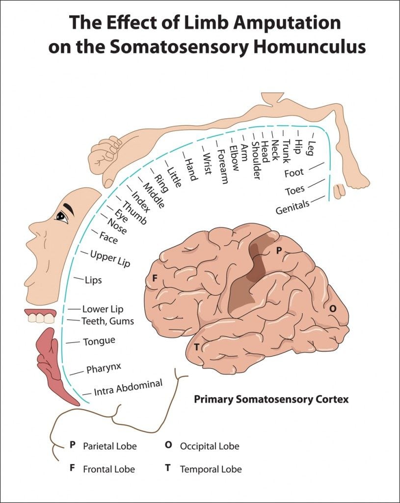 Córtex Somatosensorial Primário (Vasilisa Tsoy) s
