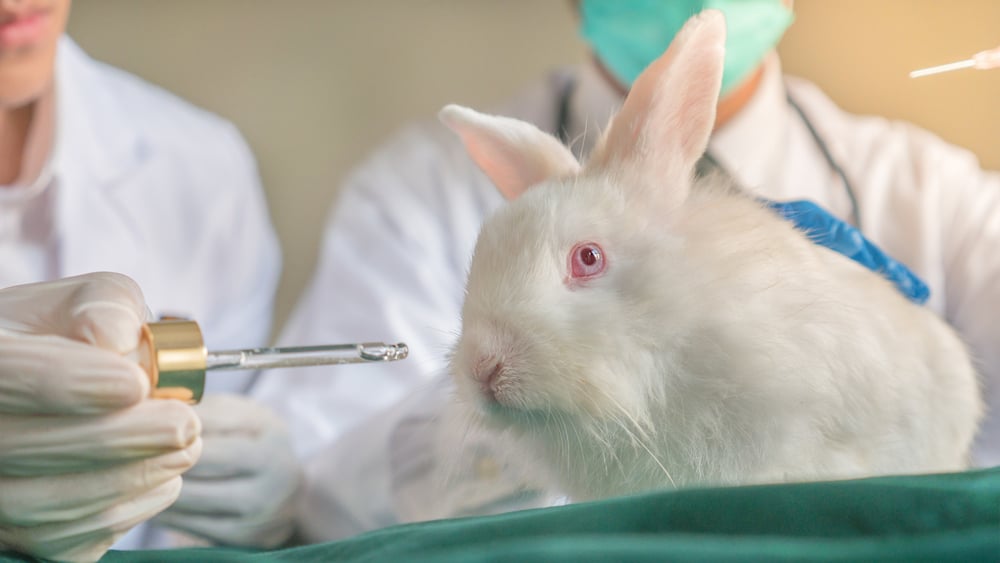 O close de um coelho branco no laboratório com o médico (Mongkolchon Akesin) s