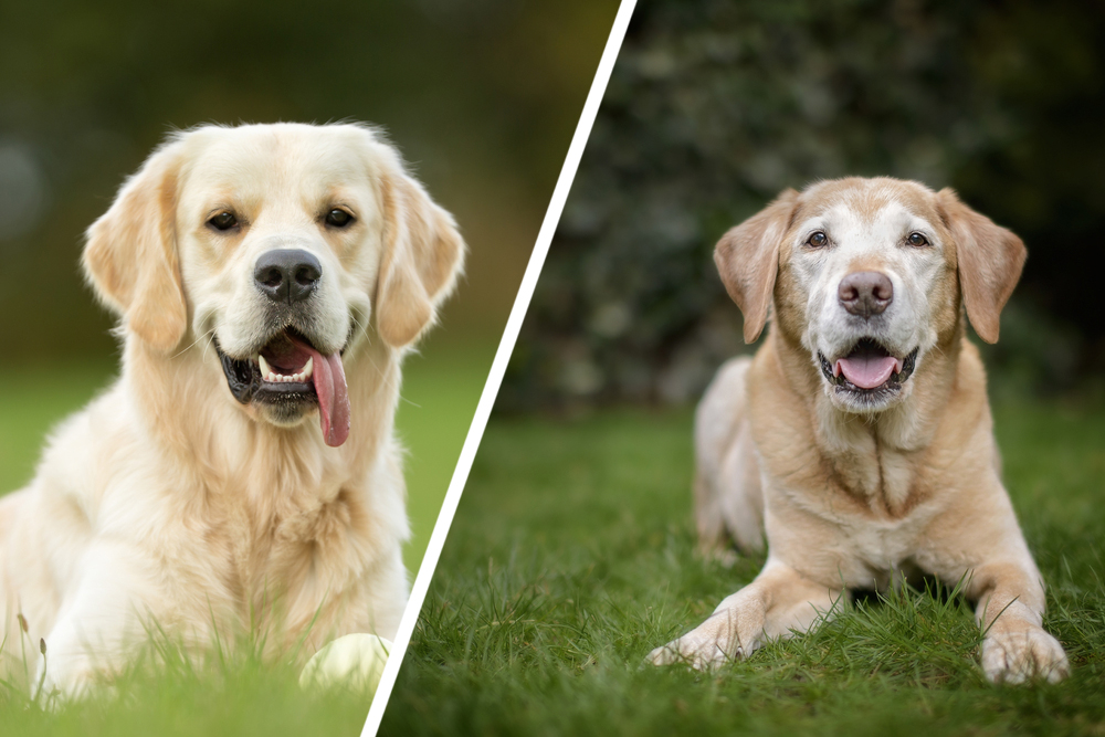 Visual cues observed between a young and old Labrador