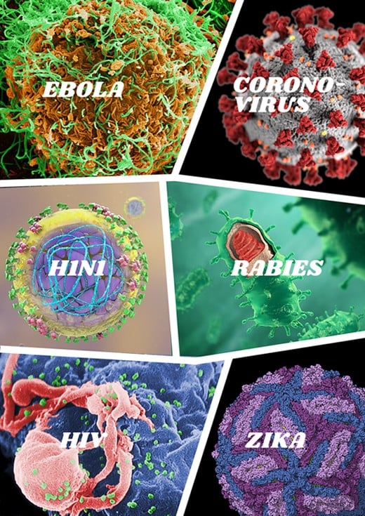 Zika, SARS, H1N1... may seem arbitrary, but a lot more consideration goes into assigning names to unknown viruses and diseases. 