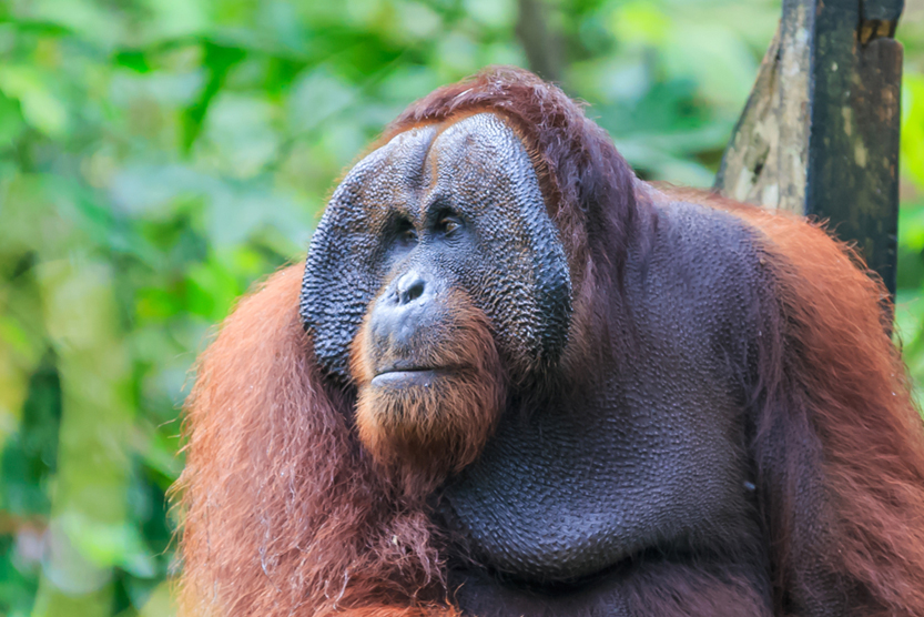 orangotango ou pongo pygmaeus é o único grande asiático encontrado na ilha de Bornéu e Sumatra (Yusnizam Yusof) s