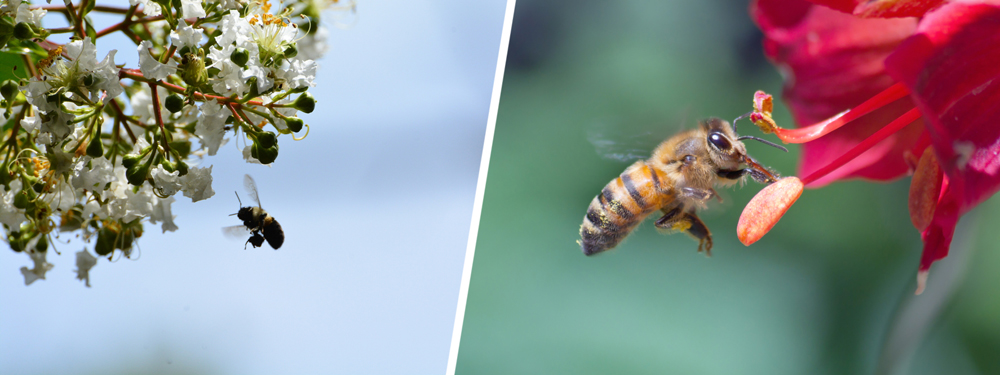 Um mundo sem abelhas é um mundo em que os humanos não podem sobreviver