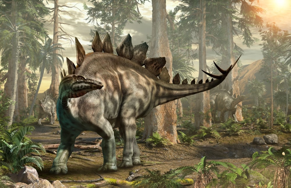 An illustration of a Stegosaurus.