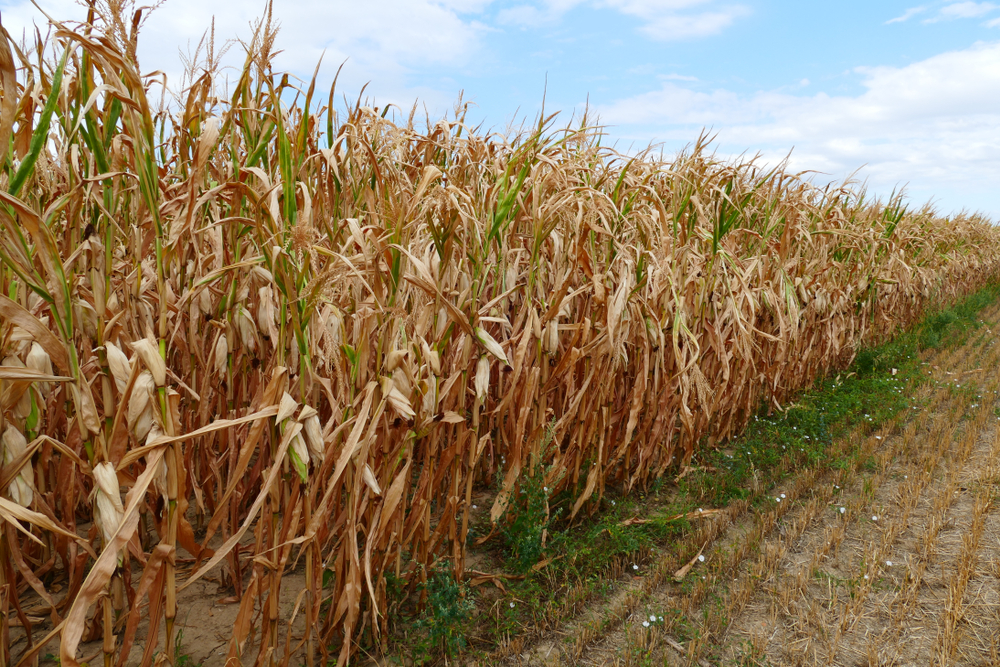 Food Crisis, Global Warming, Drought(juerginho)S