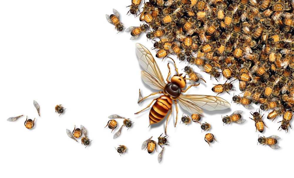Predador de vespas gigantes que ataca abelhas como vespas assassinas ou inseto gigante asiático que mata abelhas (Lightspring) S