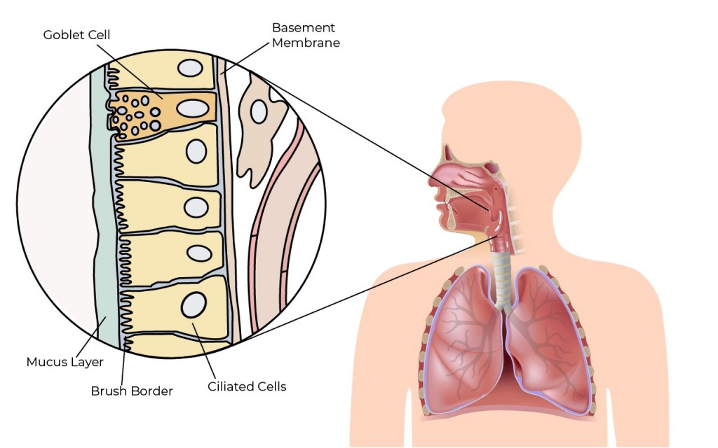 Goblet cells and cilliated epithelium cells