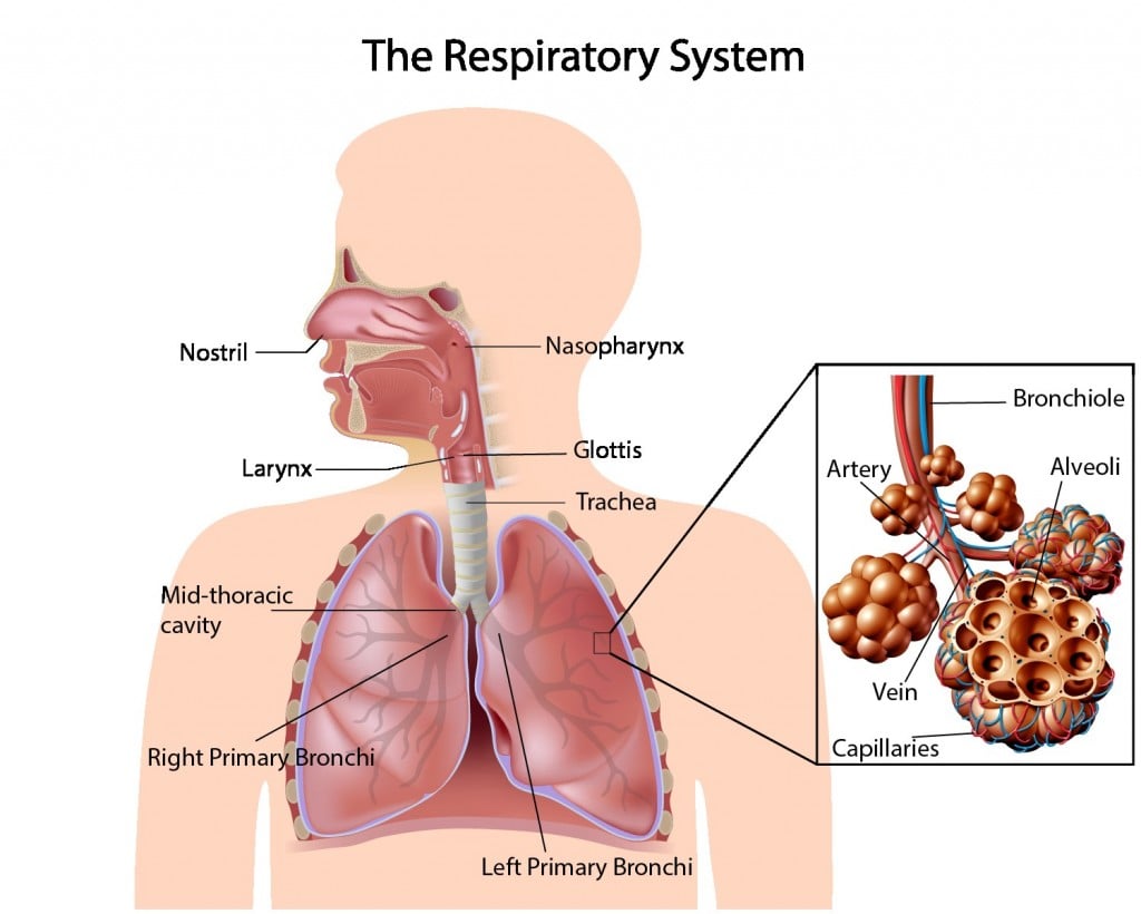 The Respiratory System