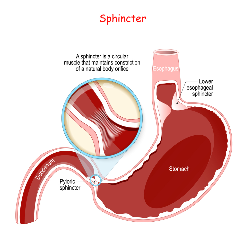 A sphincter is a circular muscle that maintains constriction of a natural body orifice(Designua)S