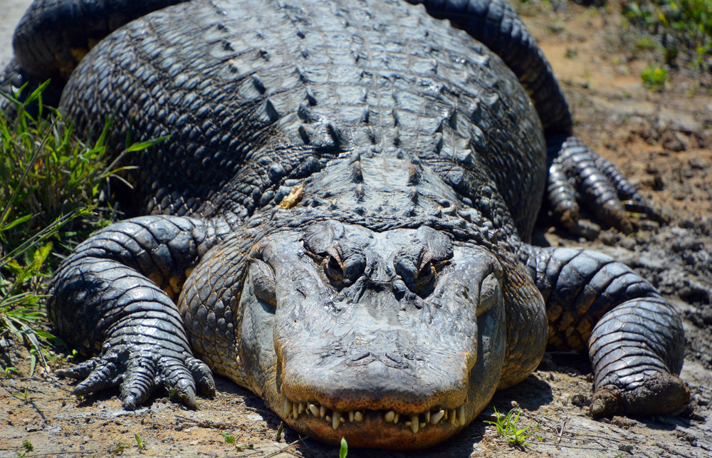 An alligator is a crocodilian in the genus Alligator of the family Alligatoridae(meunierd)s