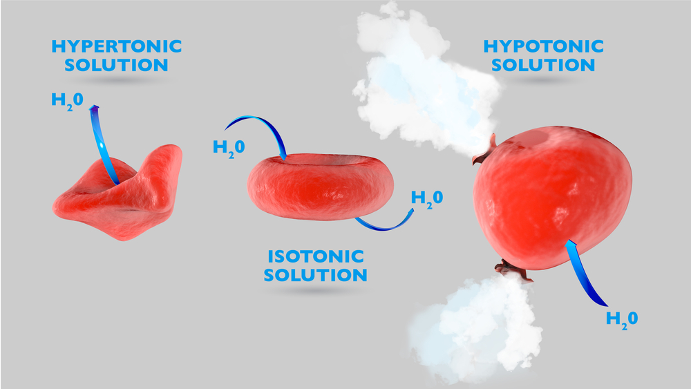 Osmose celular, célula em solução isotônica, célula em solução hipertônica (Naeblys) s
