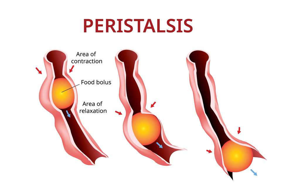 Digestão e peristalse.  Esôfago e estômago ao intestino (Akarat Phasura) s