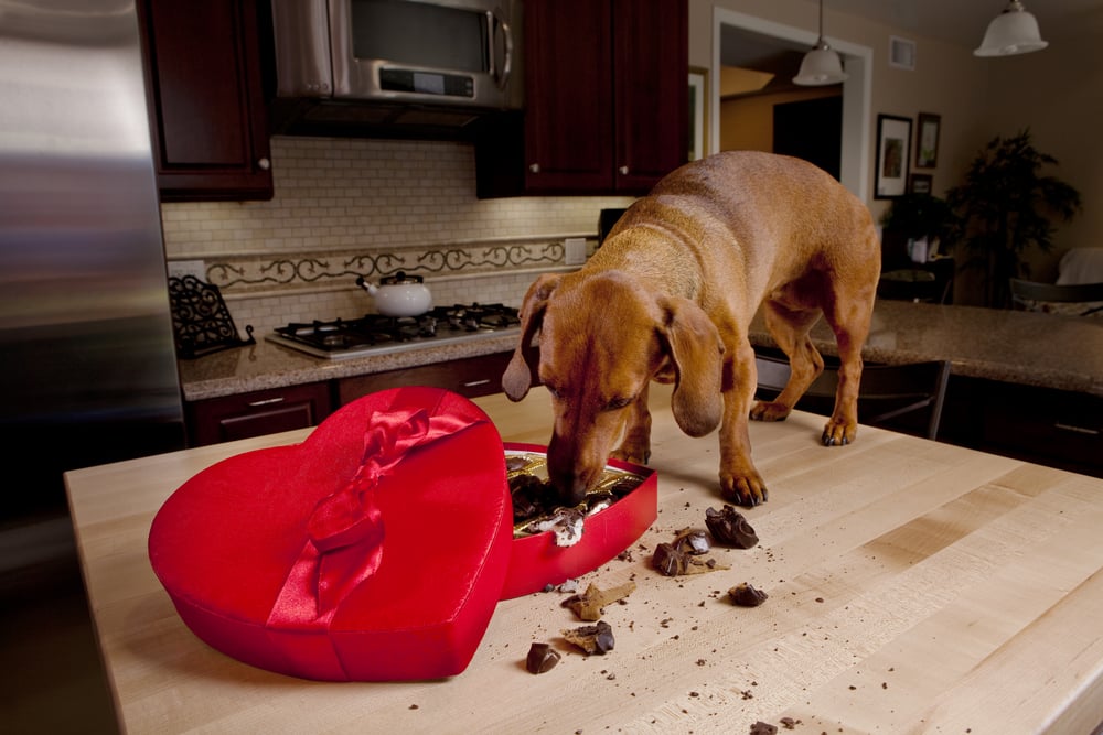 Cachorro comendo chocolates em caixa em forma de coração (Armadillo Stock) S