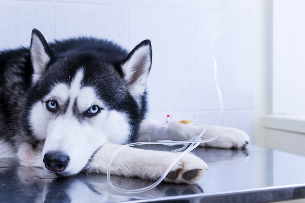 Cão colocou a cabeça entre as patas, deitado sobre a mesa com uma infusão intravenosa gota a gota na pata (Konstantin Zaykov) S