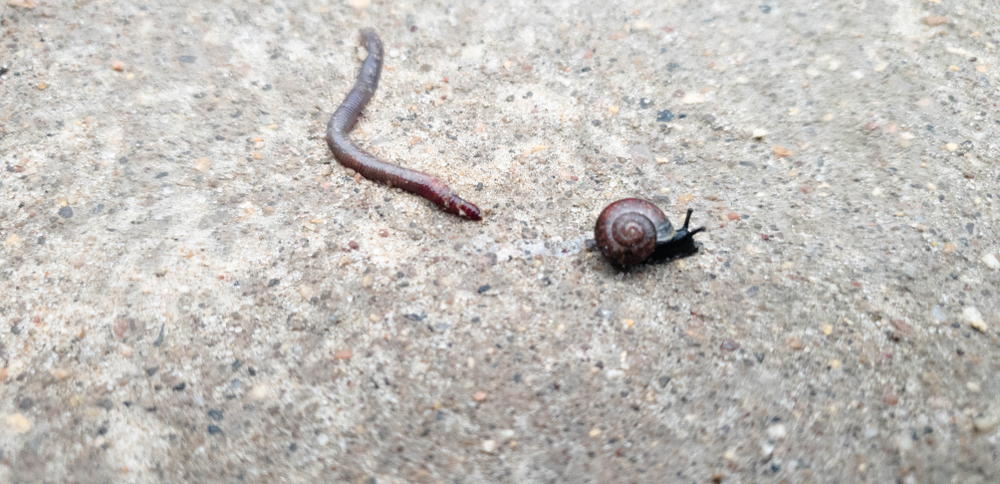 Earthworm and snail in the close-up.Worm and snail(BINK0NTAN)s