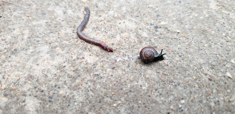 Earthworm and snail in the close-up.Worm and snail(BINK0NTAN)s