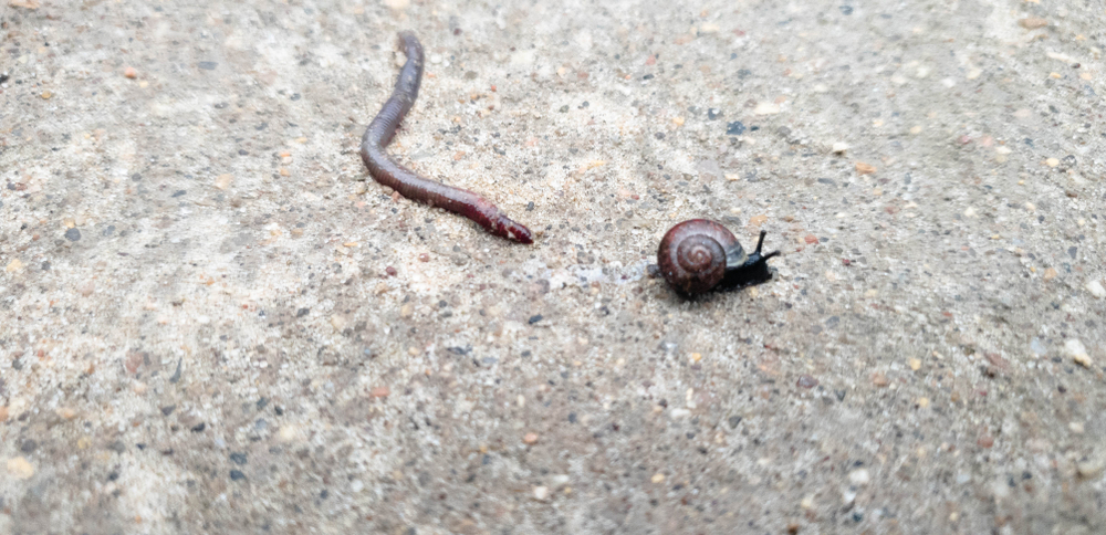 Minhoca e caracol em close-up. Verme e caracol (BINK0NTAN) s