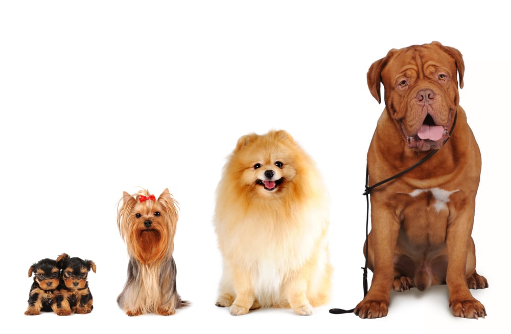Grupo de cães de tamanhos diferentes sentar e olhar para a câmera isolada no branco.  Yorkshire terrier, spitz, cão bordoss (Nataliya Kuznetsova) s