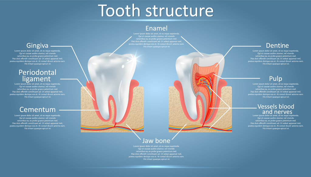 Human tooth structure vector diagram(Siberian Art)s