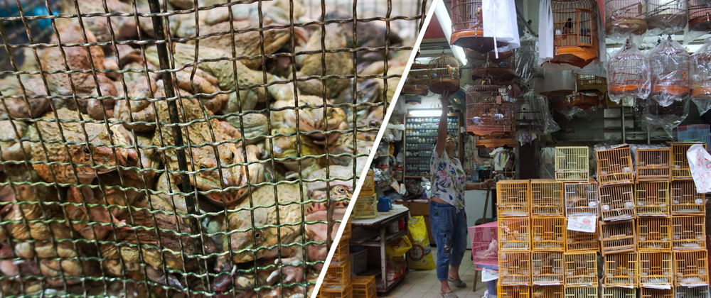Keeping animals in small, dark and unhygienic environments increases their stress levels greatly.