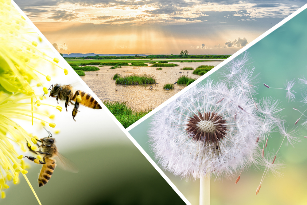 Principais exemplos de serviços regulatórios fornecidos pela natureza.