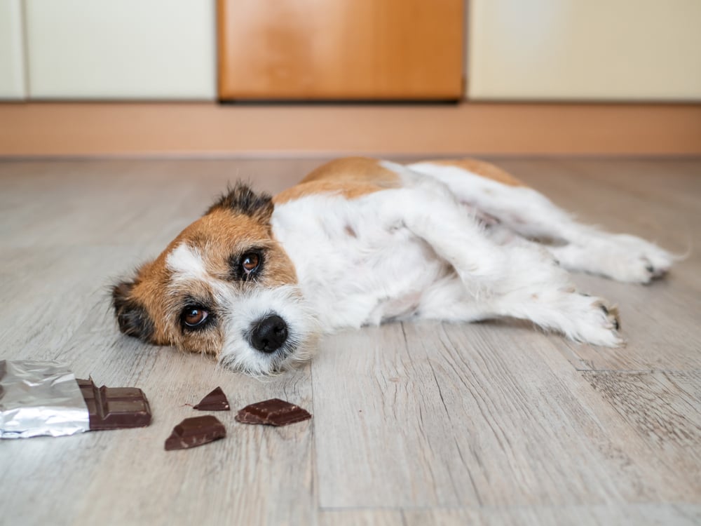 Cachorro terrier com chocolate deitado no chão, dor de estômago (Sonja Rachbauer) s