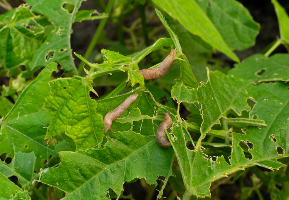 Many snails destroy the leaves of kidney beans in summer garden as pest illustration(Masianya)s