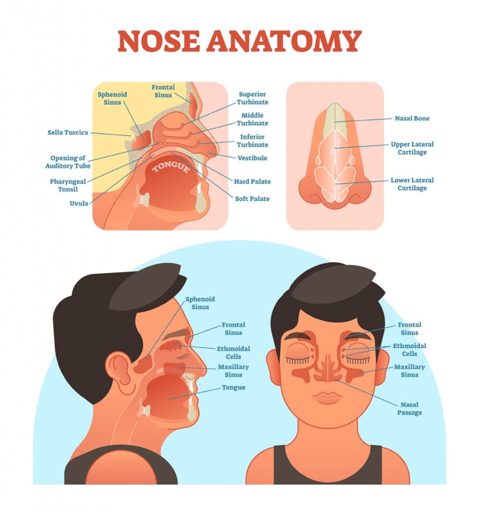Nose anatomy medical vector illustration diagram with nasal cavity(VectorMine)S