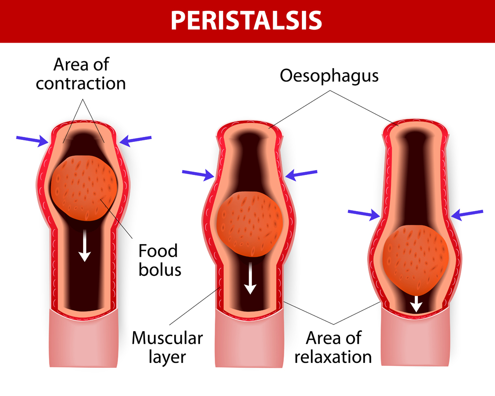O peristaltismo, ou contrações em forma de onda dos músculos nas paredes externas do trato digestivo, transporta o bolo alimentar pelo esôfago (Designua) S