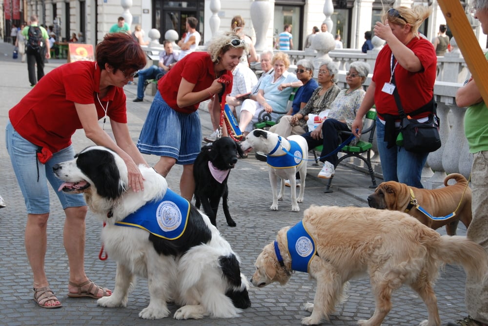 Society for therapy using dogs present themselves at international festival Play with me(Maljalen)s