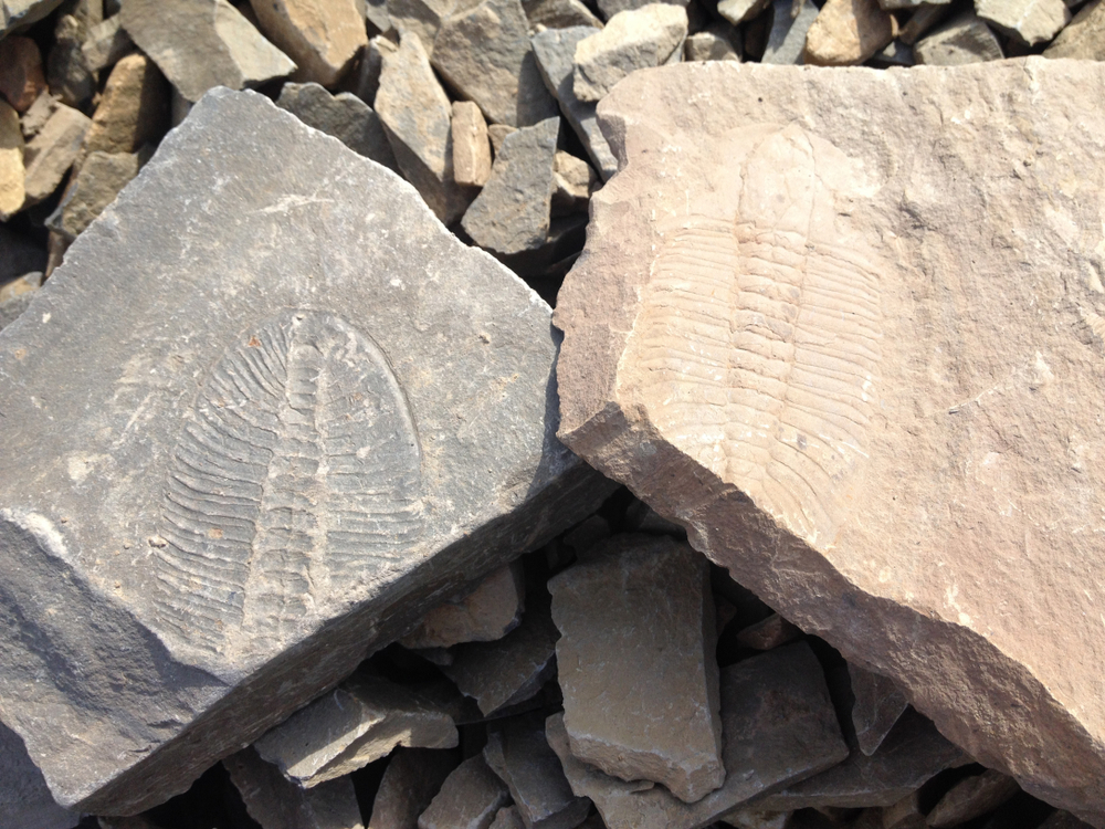Trilobite fossils from the burgess shale( inEthos Design)s