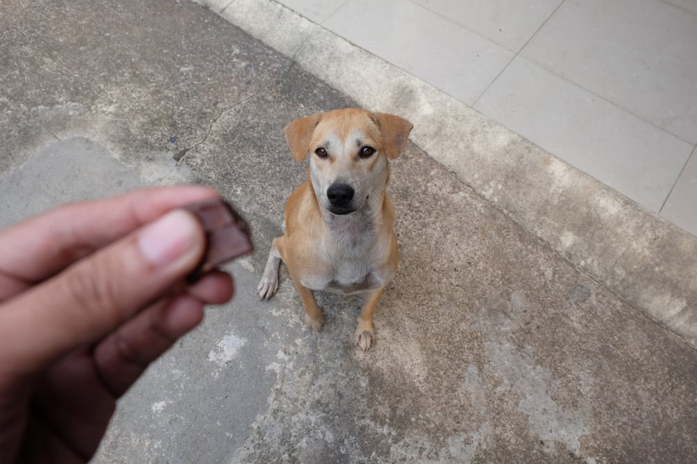 cachorro fofo e chocolate. foco seletivo (NATA FUANGKAEW) s
