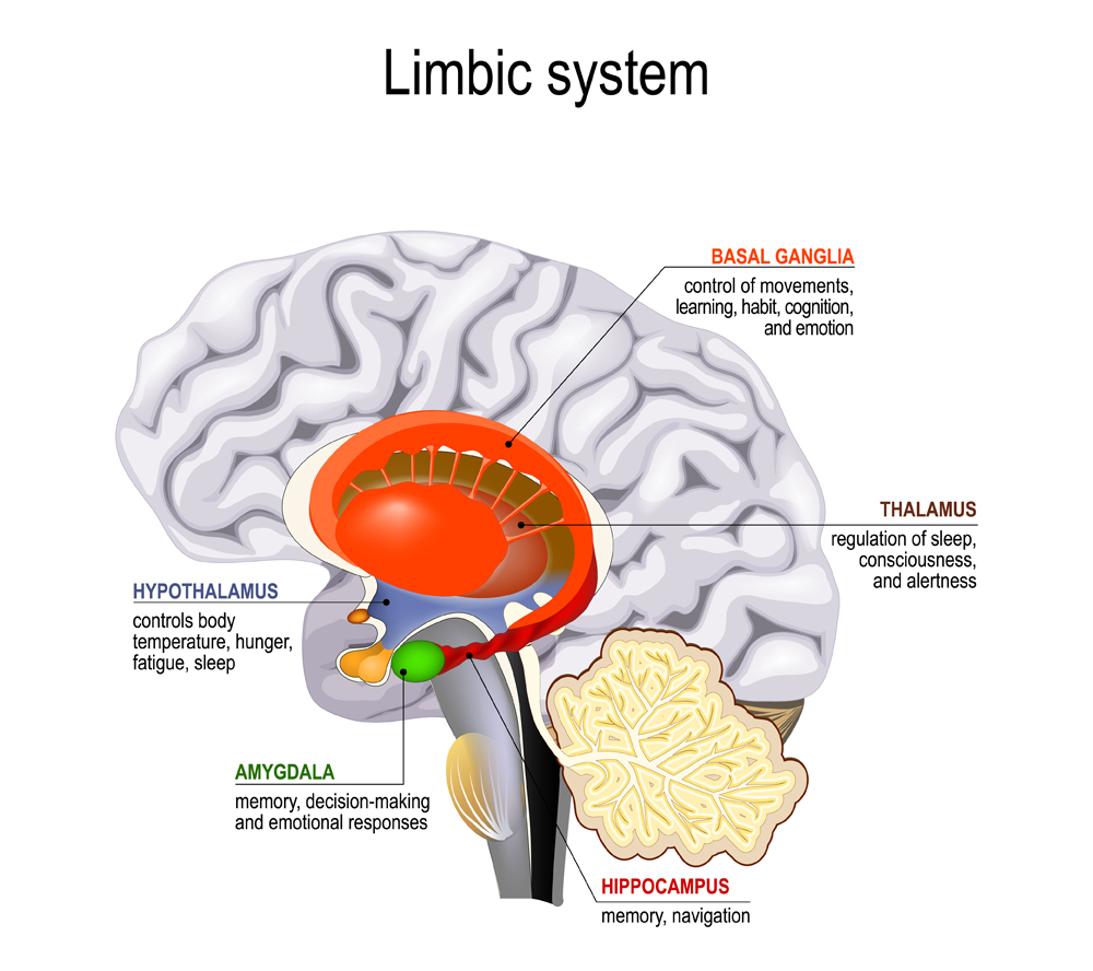 sistema límbico (Designua) s