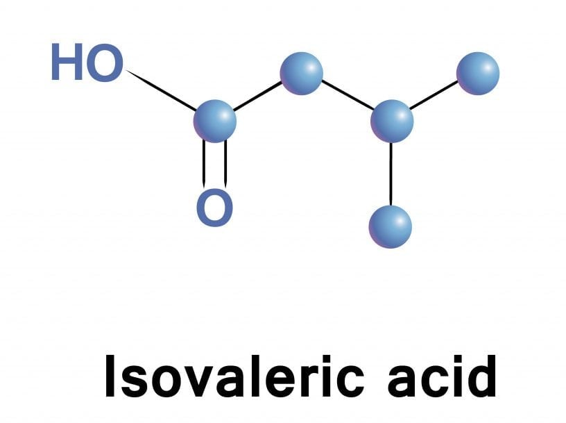 Ácido 3-metilbutanóico, também conhecido como ácido b-metilbutírico ou mais comumente ácido isovalérico (Anastasiya Litvinenka) S