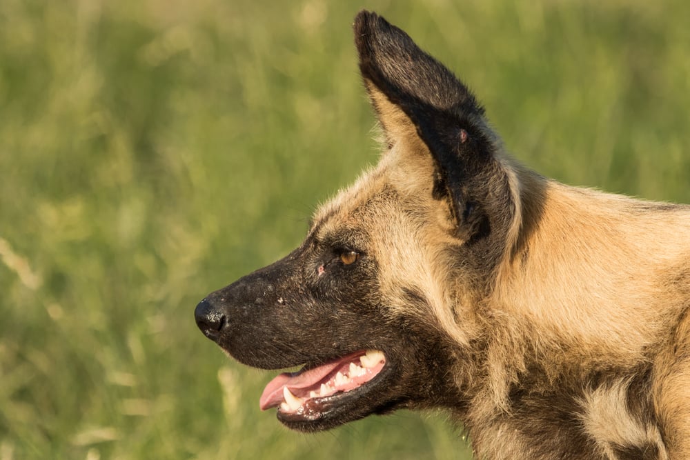 A close up of a Wild Dog's face photographed from the side. Dog is panting & alert(Anna-Carina Nagel)s