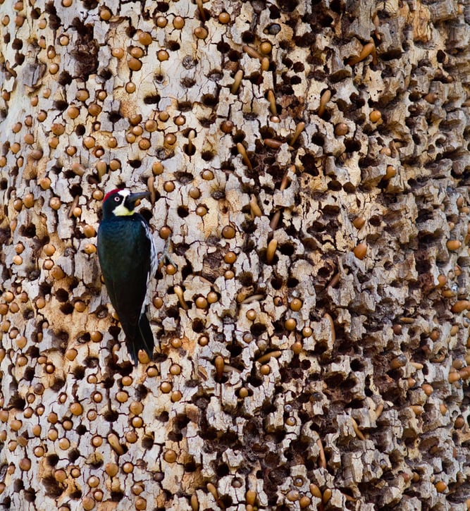 Acorn Woodpecker on a tree in California(Jean-Edouard Rozey)s