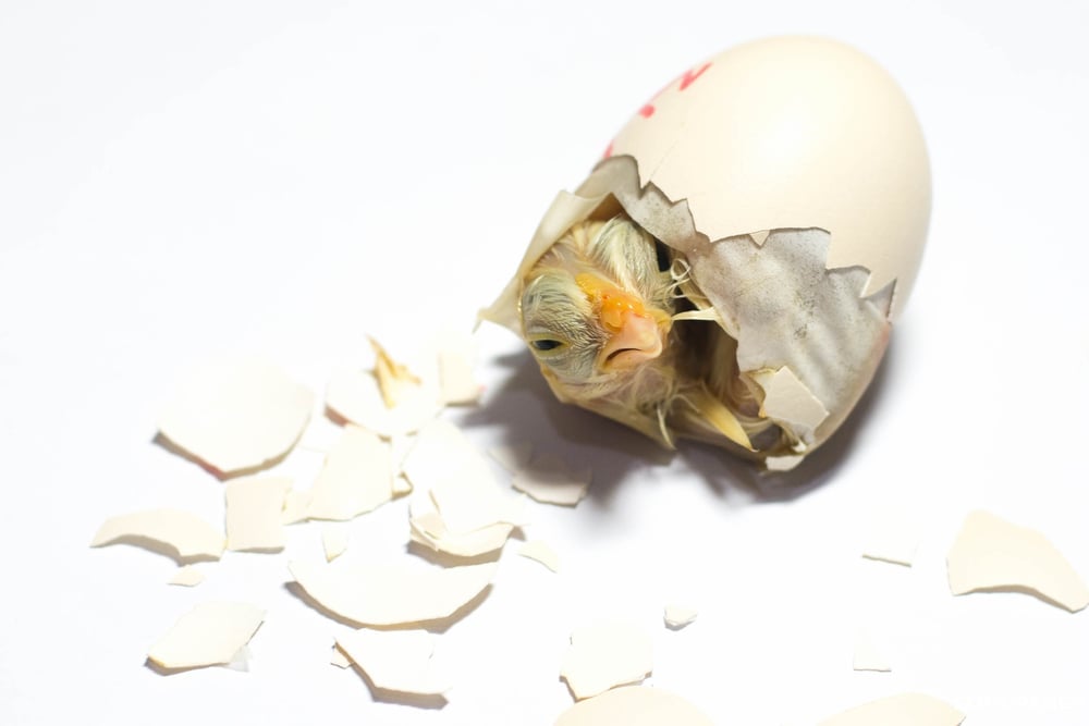 Baby chick peeping out of his egg at hatching time on white background(Pongpanot Phuriroengpoom)s